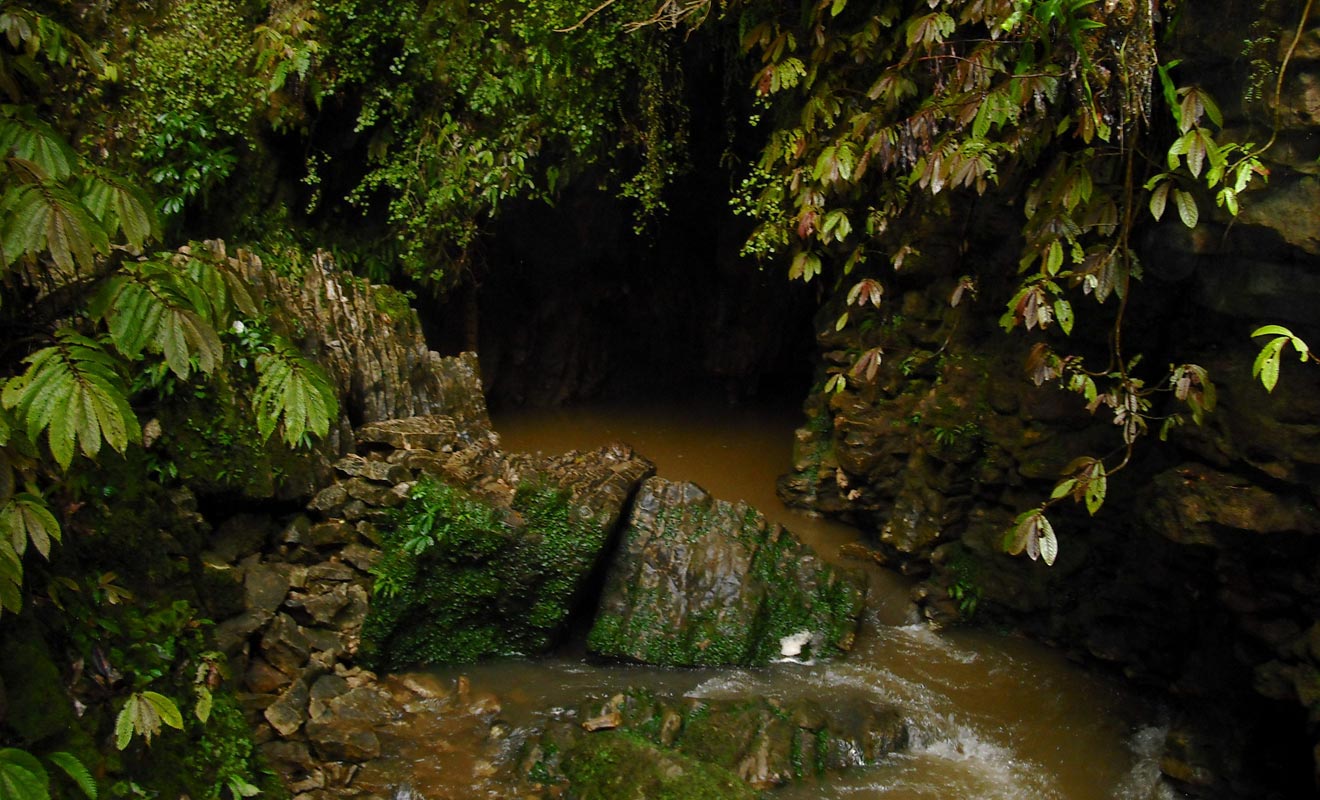 La rivière de Ruakuri disparait sous terre où elle traverse des grottes avant de revenir à la surface.