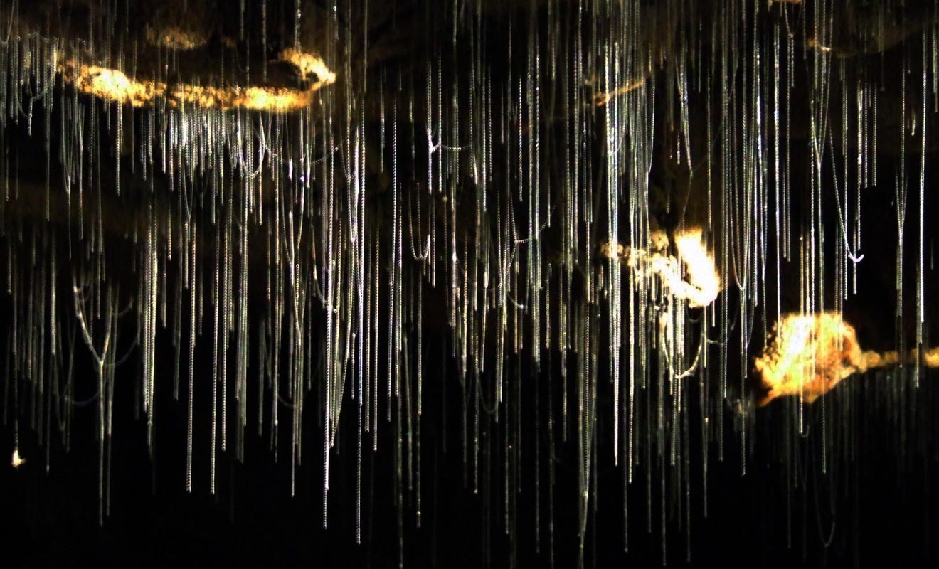 Ruakuri Cave possède de nombreuses salles remplies de vers luisants.