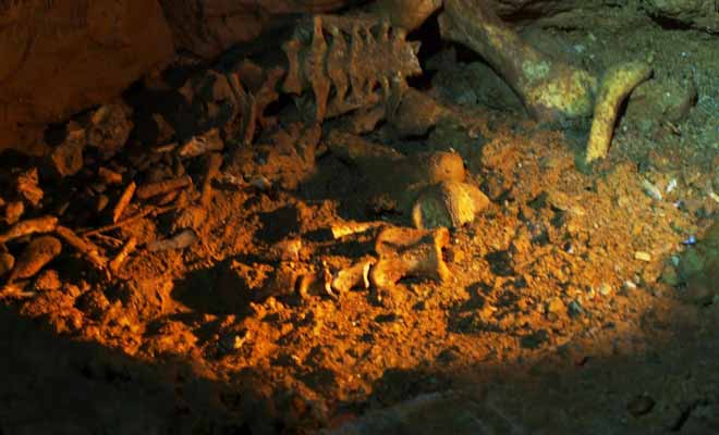 Certains animaux comme le moa (aujourd'hui disparu) se sont perdus dans les grottes. Parfois trompées par la lumière des vers luisants, les pauvres bêtes ont erré sans fin dans le noir avant de mourir d'épuisement.