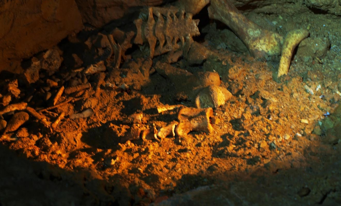 Certains animaux comme le moa (aujourd'hui disparu) se sont perdus dans les grottes. Parfois trompées par la lumière des vers luisants, les pauvres bêtes ont erré sans fin dans le noir avant de mourir d'épuisement.