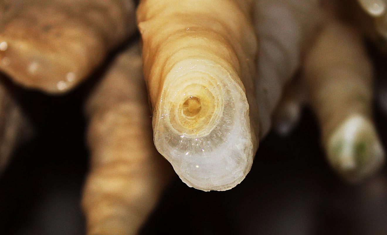 Il faut souvent plus d'un siècle pour former une stalactite.