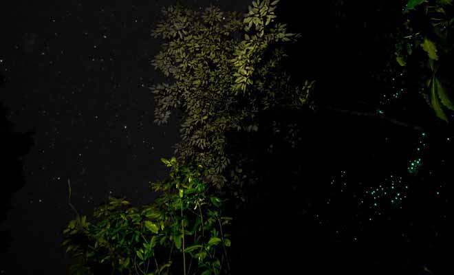 Si vous êtes claustrophobe, vous ne serez pas pour autant privé du plaisir d'admirer des vers luisants. Il suffit de se promener en forêt à la nuit tombée pour en découvrir.