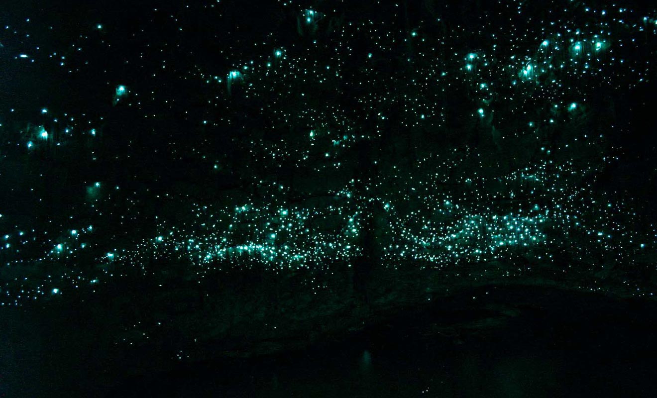 Les vers luisants qui vivent et de reproduisent au plafond des grottes diffusent une douce lumière phosphorescente.