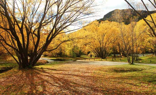La région de l'Otago se visite idéalement durant le début de l'automne. Les feuilles mortes jonchent le sol et les arbres prennent une teinte orangée spectaculaire.
