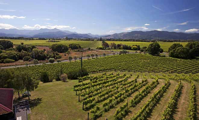 Les vignobles néo-zélandais tirent parti de la richesse du sol volcanique. Certaines vignes donnent un excellent sauvignon blanc.