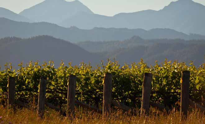 La richesse du sol volcanique explique en partie le succès des vins produits dans la région de l'Otago. L'autre raison du succès est liée au réseau d'entraide des exploitants qui mettent leurs astuces en commun.
