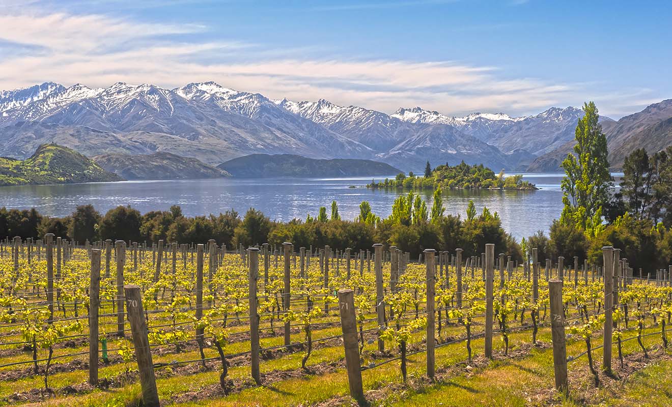 Le vignoble de Rippon Vineyard que vous pouvez voir sur la photo est d'ailleurs souvent loué pour des mariages.