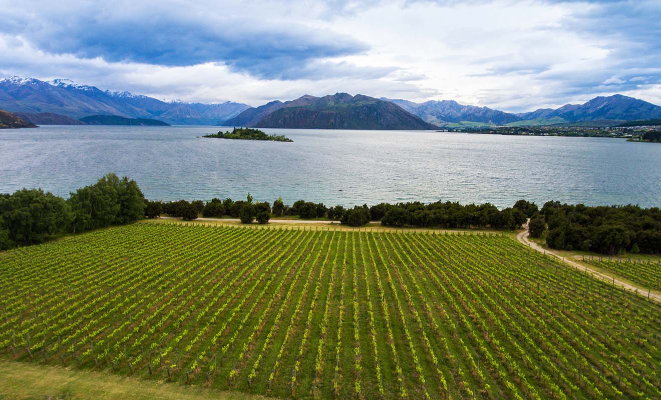 Le vignoble de Rippon offre un panorama tellement spectaculaire sur le lac Wanaka que de nombreux mariages se tiennent chaque année dans la propriété.