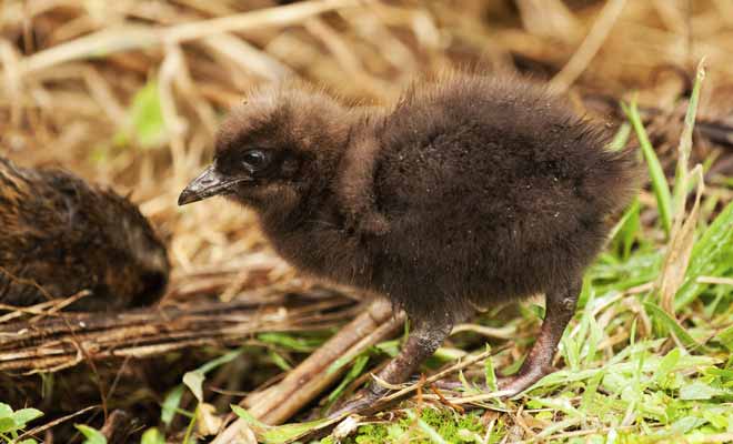Vous n'aurez aucune difficulté à observer des wekas sur la West Coast de l'Île du Sud (notamment dans les parages de Punakaiki où de Hokitika) où ces petits oiseaux sans ailes s'aventurent sans crainte dans les jardins des habitants.