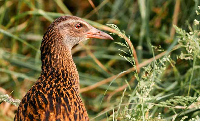 Le weka ne craint pas la présence de l'homme dont il n'hésite pas à visiter les maisons en quête de nourriture.