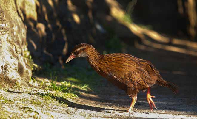 Parce qu'il possède un fort caractère, le weka a failli devenir la mascotte de Nouvelle-Zélande. Mais on lui a finalement préféré le kiwi.