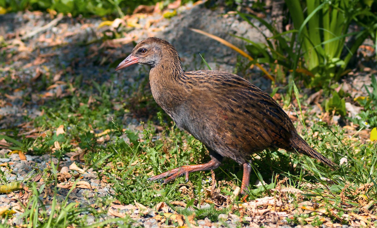 L'oiseau weka n'a pas peur de l'homme et vient souvent fouiller dans les sacs à dos pour trouver de la nourriture. Il lui arrive aussi de rentrer dans les cuisines où il met une sacrée pagaille.