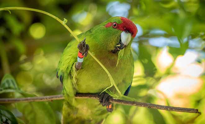 Situé dans les anciens réservoirs d'eau potable de Wellington, Zealandia est un sanctuaire pour une grande variété d'oiseaux. Zealandia se visite seul ou en compagnie d'un guide.