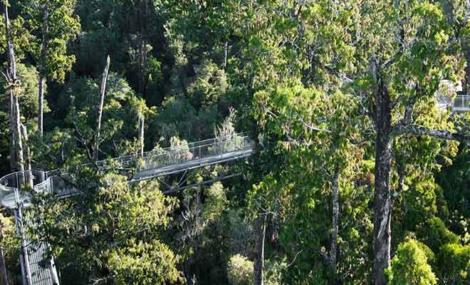 West Coast Tree Top propose de visiter la cime des arbres sur des passerelles.