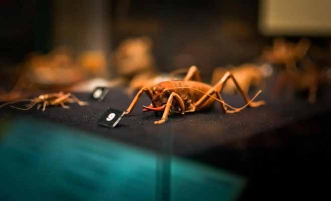 Le weta que l'on rencontre parfois en ville est le plus gros criquet du monde. Vous pourrez aussi l'observer dans les grottes de Waitomo.