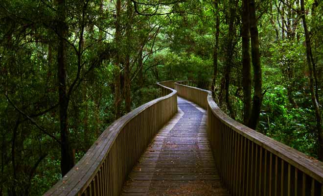 La courte promenade de AH Reed Kauri Park mérite le détour, ne serait-ce qu'en raison de l'âge vénérable de ces arbres, certains étant âgés de plus de 500 ans !