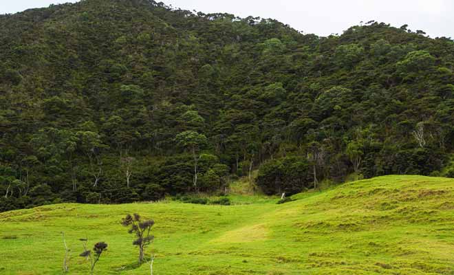 Les Kiwis vivent en forêt et si l'on entend leurs cris durant la nuit, il est assez rare de les rencontrer, surtout si l'on visite la Nouvelle-Zélande durant seulement quelques semaines.