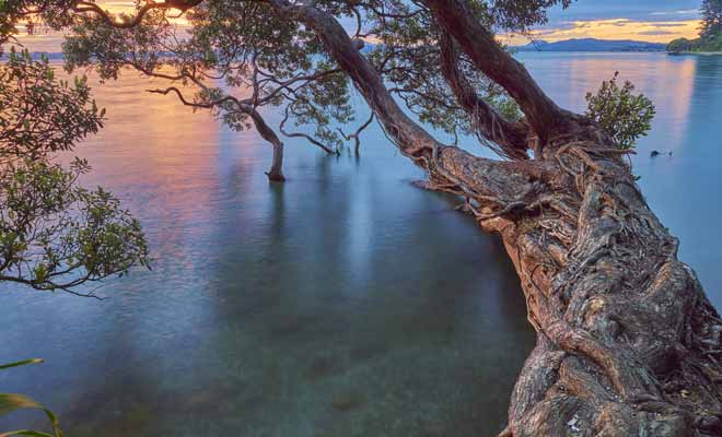 Whangarei est une étape incontournable de l'Île du Nord de la Nouvelle-Zélande. Une étape que vous pourriez inscrire dans votre itinéraire si vous allez à Bay of Islands ou au Cap Reinga.