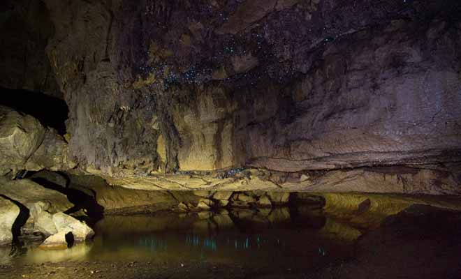 Les vers luisants qui brillent au plafond sont la véritable raison de votre visite de la grotte.