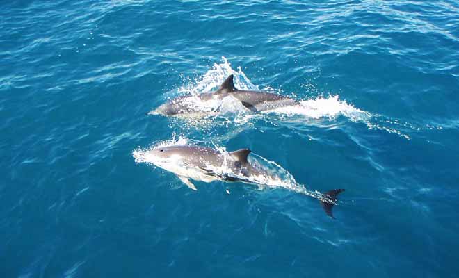 Les dauphins sont nombreux dans la baie de l'abondance. Les chances des apercevoir durant le trajet sont élevés.