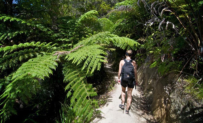 Il sentiero della pista di Abel Tasman alternanza tra sentieri forestali e spiagge sabbiose di sabbia fine. L'intero percorso copre 55 km da 3 a 5 giorni di escursioni!