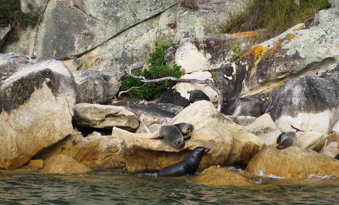 Le guarnizioni di pelliccia sono spesso visibili sulle rocce delle Isole Tonga dove vengono a godersi il sole.