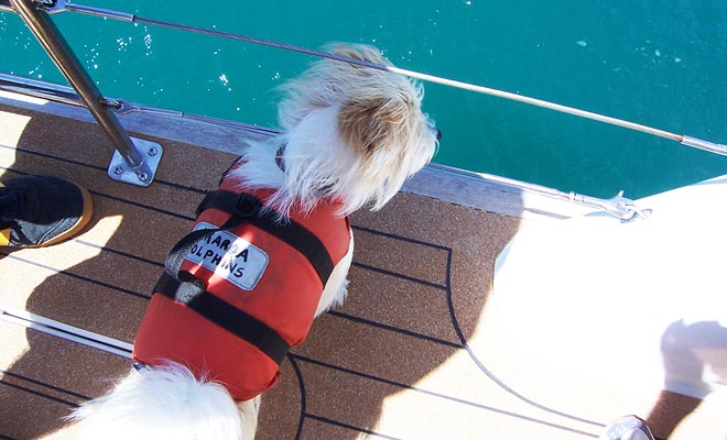 Deze kleine hond, wiens echte naam is Murphy, is verantwoordelijk voor het spotten van dolfijnen in de baai. Hij blaft zo snel als hij dolfijnen ziet.