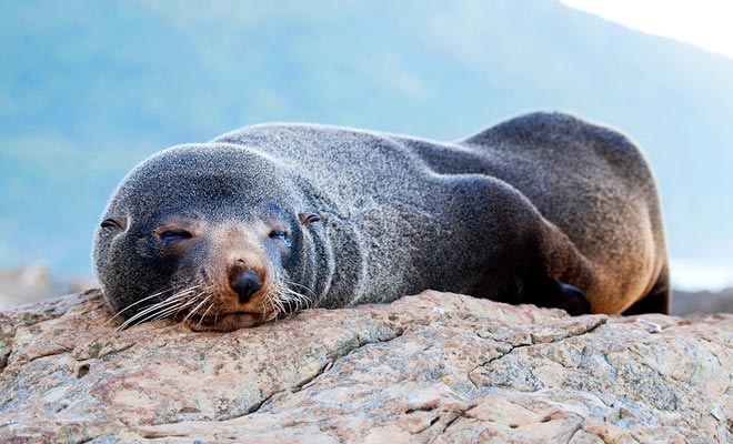 Boottochten rond het schiereiland. U kunt de bont zeehonden zien die op de rotsen leven.