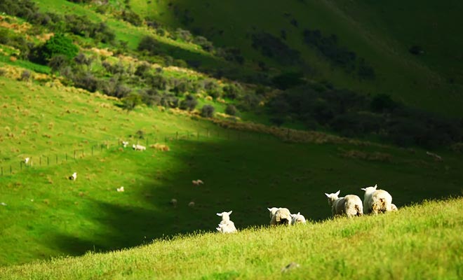 De duizenden schapen op het schiereiland hebben veel ruimte en genieten van de enorme groene heuvels met zacht gras.