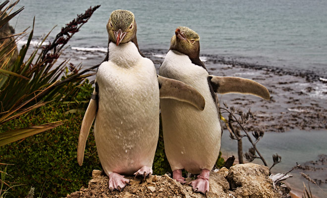 I pinguini si trovano sulle due isole della Nuova Zelanda, ma le colonie si trovano principalmente nel sud del paese.