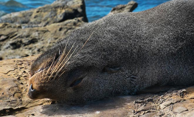 De Catlins zijn een regio bekend om de aanwezigheid van veel mariene zoogdieren. De bontzegels zijn talrijk, vooral aan de kust bij de rotsen waar ze tussen twee baden rusten.