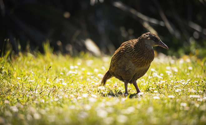 Il weka è un uccello senza ali, che talvolta è confuso con il Kiwi, anche se i loro becchi sono totalmente diversi. Il Weka ha soprattutto un carattere molto cattivo, e si mostra un combattente anche con quelli del suo genere.