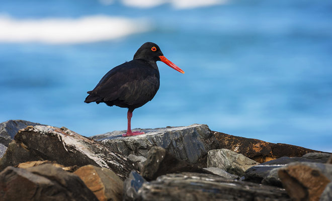 Questo uccello abita le spiagge di Abel Tasman Park, e se lo senti urlare quando si avvicina, è probabilmente perché il suo nido è nelle vicinanze.