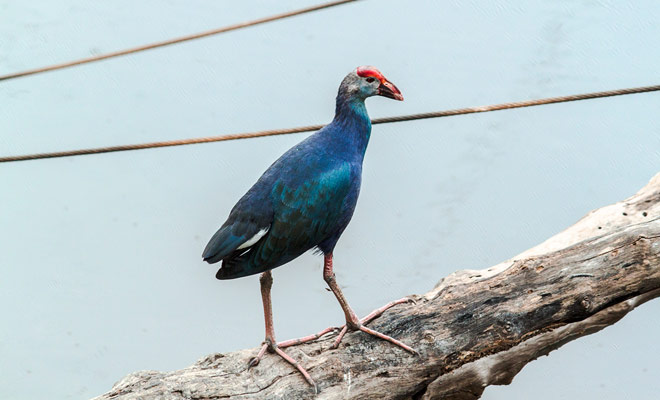 I pukekos della Nuova Zelanda abitano abitualmente in paludi dove cercano il loro cibo quotidiano. Avrete l'opportunità di attraversare questo magnifico uccello sulle rive del Lago Matheson.