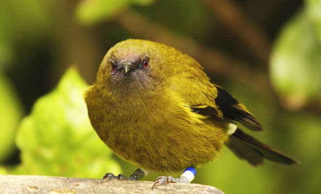 La Nuova Zelanda era una volta abitata esclusivamente dagli uccelli, ed è stato l'uomo che ha introdotto i primi mammiferi (spesso si è dimostrato catastrofico per l'ambiente).