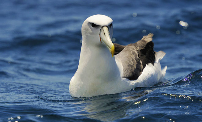 Ci sono anche albatros in Nuova Zelanda, con colonie fuori dalla penisola di Kaikoura. Se volete osservarle, ci sono aziende che organizzano escursioni, ma spesso sarà sufficiente guardare al cielo per vederli.