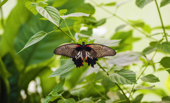 Il Canterbury Museum ha una grande serra che ospita centinaia di farfalle multicolori. L'accesso a questa casa Butterfly è soggetta ad una tariffa speciale all'ingresso.