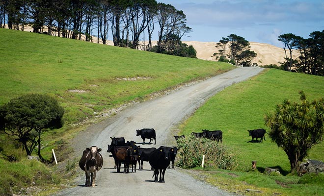 Als de koeien je willen laten passeren, dan moet je de duinen van Te Paki aan het eind van de weg ontdekken.