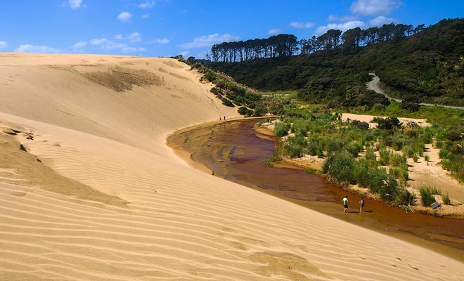 Als gevolg van ontbossing zijn er grote duinen niet ver van Cape Reinga. Te Paki trekt toeristen aan en sommigen aarzelen niet om de duinen op surfplanken af ​​te dalen.