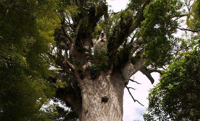 De Kauri-boom groeit meer dan 800 jaar en kan bijna 2000 jaar wonen. Het is voldoende om zijn omtrek van tien meter en zijn hoogte van vijftig meter te observeren om het heilige karakter dat door de Maoris wordt toegeschreven te begrijpen.