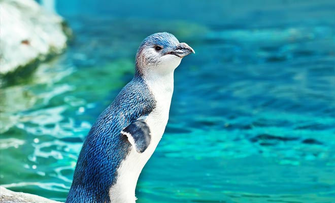 De blauwe pinguïns moeten gerespecteerd worden door niet te naderen. Ze zijn inderdaad erg verlegen en toch zijn ze thuis ...