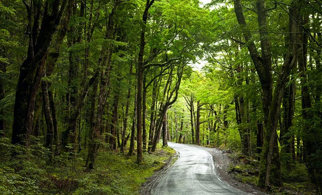 Bomen die groeien in de bossen van het Noord-Eiland zijn over het algemeen naaldbomen.