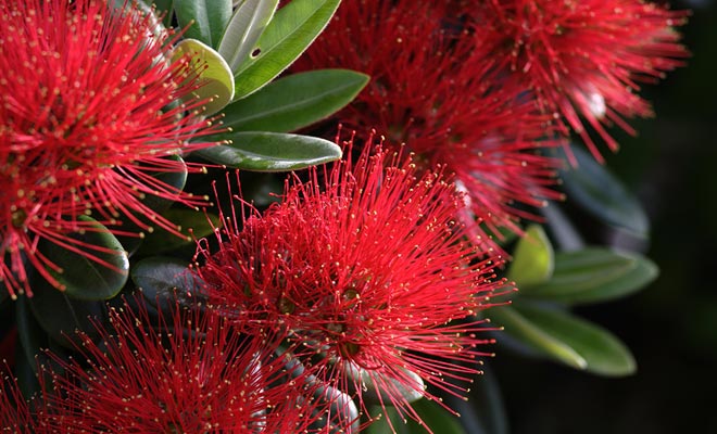 De pohutukawa geeft op Kerstmis mooie rode bloemen, vandaar de bijnaam van de kerstboom die in Nieuw-Zeeland wordt gegeven.