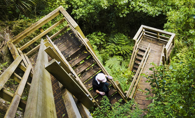 Houten trap legt de boswandeling af en laat de gasten het strand van Cathedral Cove bereiken. Helaas, je moet deze reis op de terugreis nemen en de klim zal natuurlijk moeilijker zijn dan de afdaling!