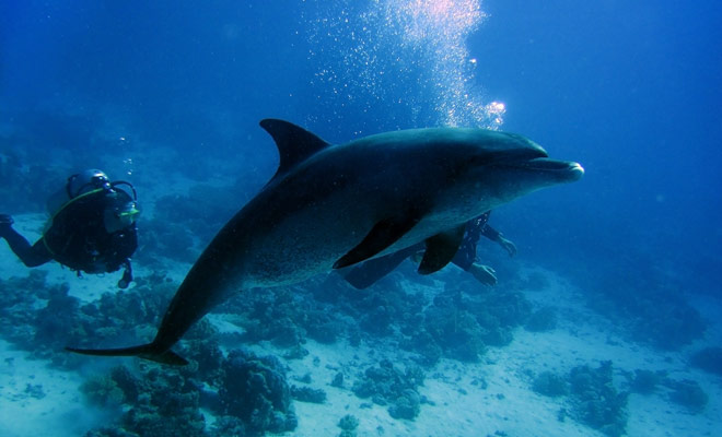 Als u duikt in een gebied bevolkt door dolfijnen (bijvoorbeeld in de Bay Of Islands) kunt u genieten van verrassende ontmoetingen ...