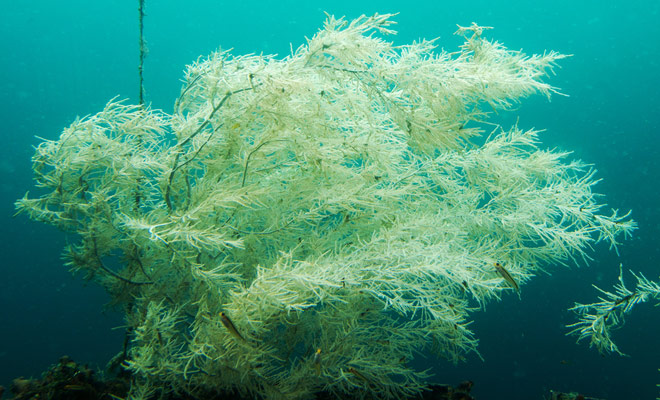 De superpositie van een laag water dat door regen en zeewater wordt gedeponeerd, laat het zwarte koraal ondiep groeien. Hierdoor kunnen zelfs beginnende duikers een spectaculair beeld van zeldzame schoonheid overwegen.