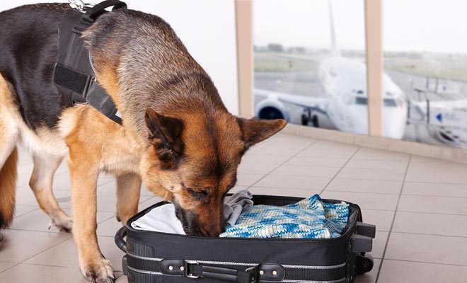 I cani di sicurezza aeroportuali non cercano droghe, nemmeno i prodotti alimentari non dichiarati che violano le linee guida della biosicurezza.