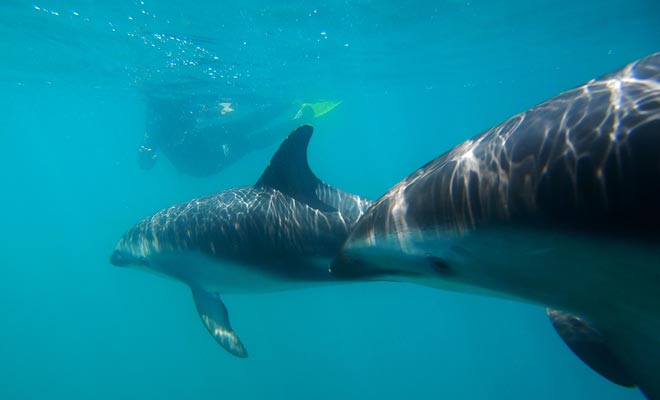 Zwemmen in het gezelschap van deze prachtige zoogdieren is mogelijk. Schrijf je gewoon in voor een uitje in de Bay of Islands of New Zealand.