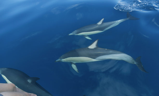 Il piccolo villaggio di Akaroa è stato fondato dai coloni francesi ed è ora specializzato nel nuoto con i tour dei delfini nella penisola di Banks.