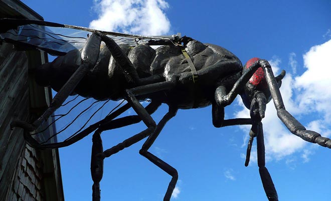 Le sandflies sono piccole gnats la cui punta lascia un cattivo segno e prurito per diverse settimane. Solo la pioggia che li fa fuggire o il repellente vi proteggerà da queste creature demoniache.